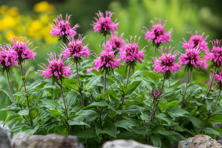Монарда — неприхотливый многолетник для сада