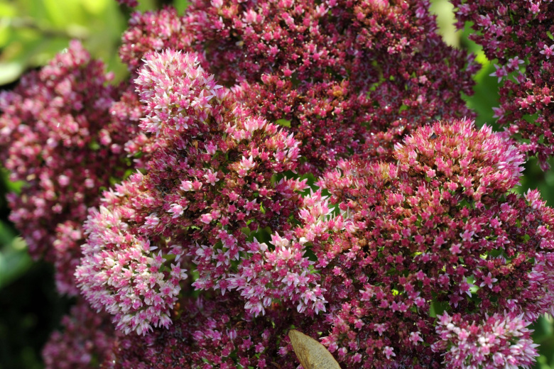 Очиток для альпийских горок